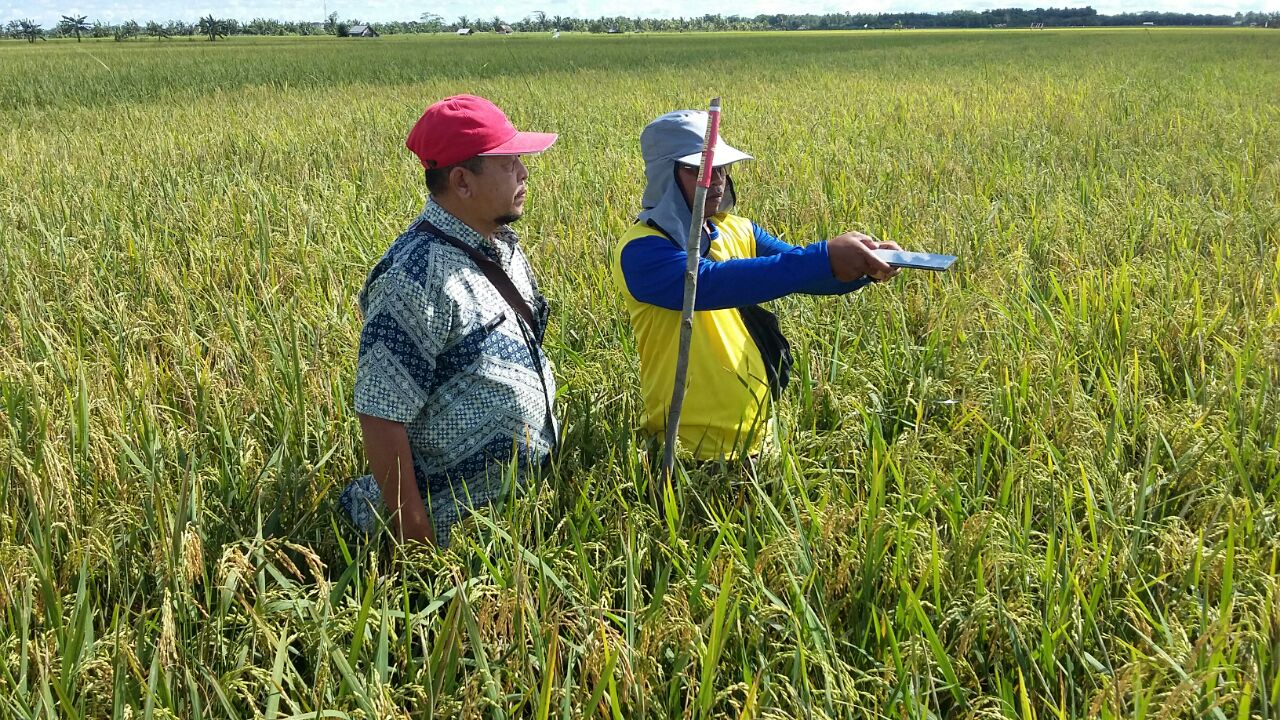 BPS surveyors using GPS-enabled and Android-based technology to collect rice vegetative growth phase data