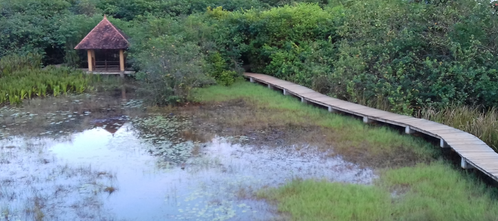 Beddagana Urban Wetland Park. Photo: Nadeera Rajapakse